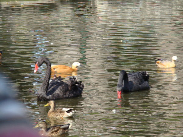 Ольга Войтенко