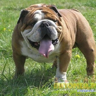 Марианна Гаевская