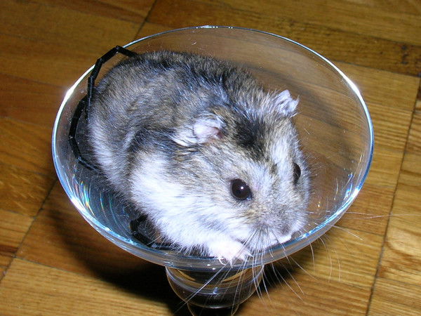 Наташа Фёдорова