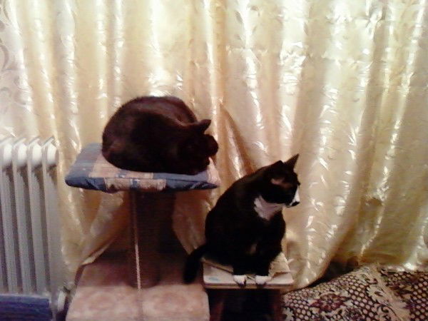 Вера Ромшина