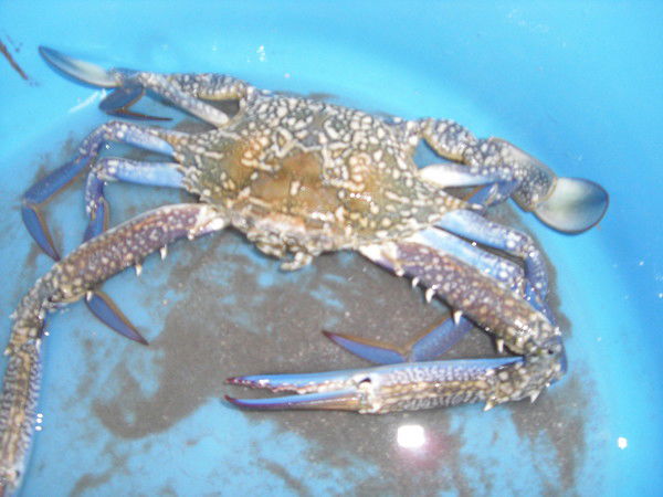 Марина Зиновьева