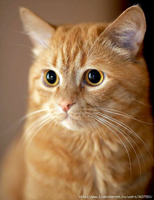 Роман Нефедов