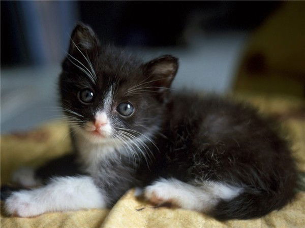 Катя Васьковская