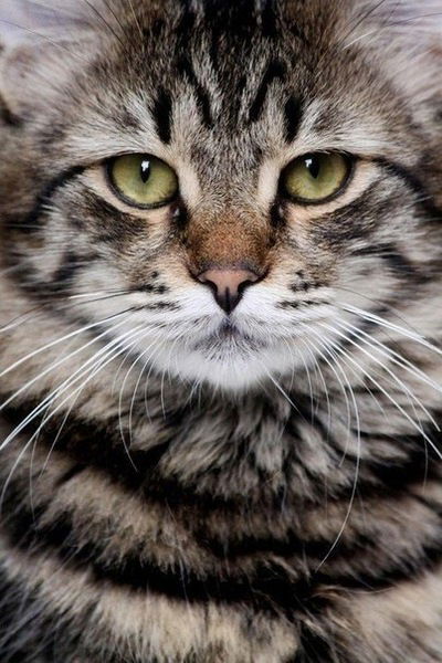 Таня Степанова