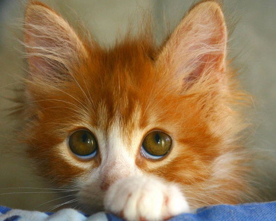 Людмила Голубева