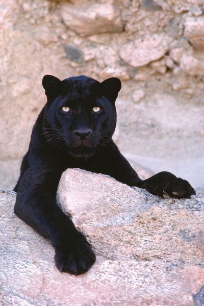 Александра Романова