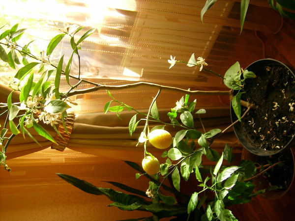 Николай Крупа