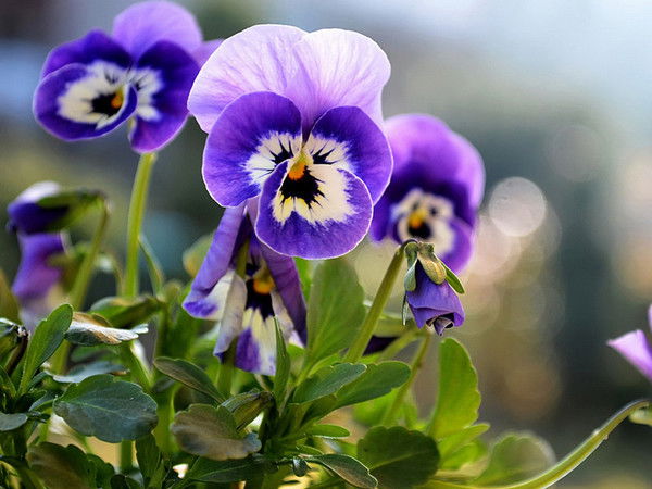 Псевдофия Фуфайкина