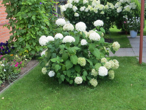 Татьяна Николаева