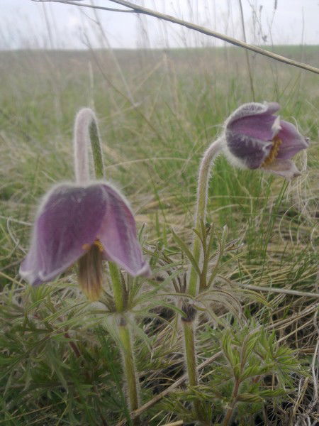 Ольга Проскурина