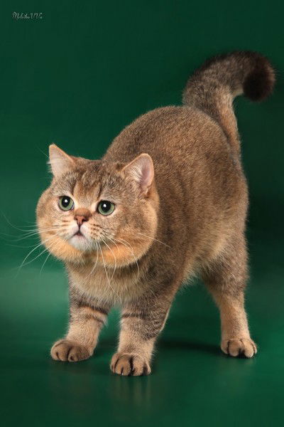 Тамара Чеботина