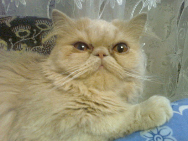 Наталья Кукла