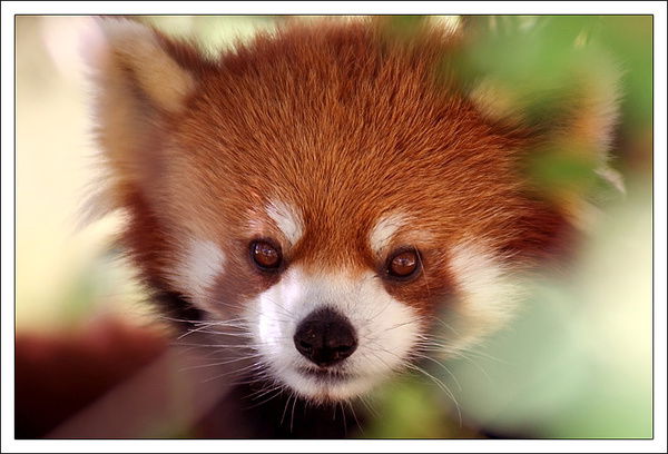 Александра Макаренко