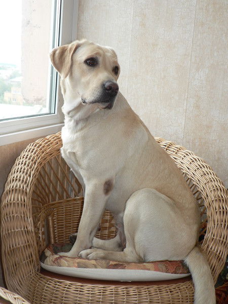 Воронежцева Наталья