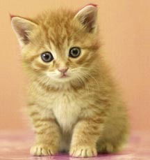 Андрей Фурс