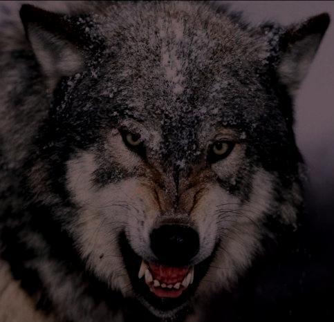 Павел Волков