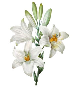 Алина Калмагамбетова