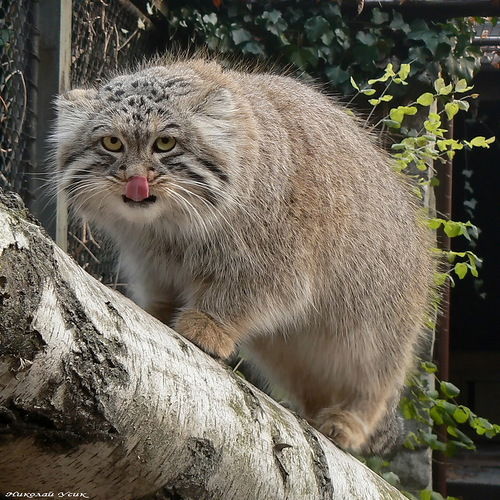 Елена Левина