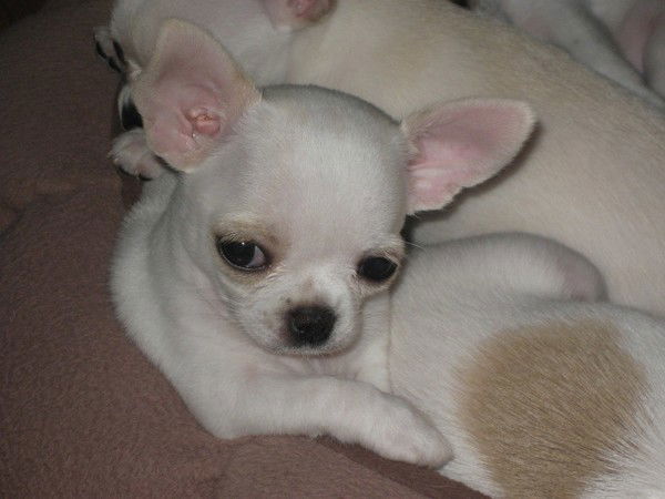 Людмила Толмачева