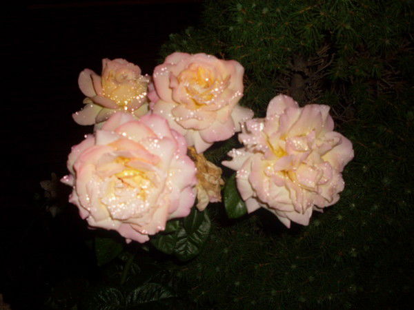 Анна Ваулина