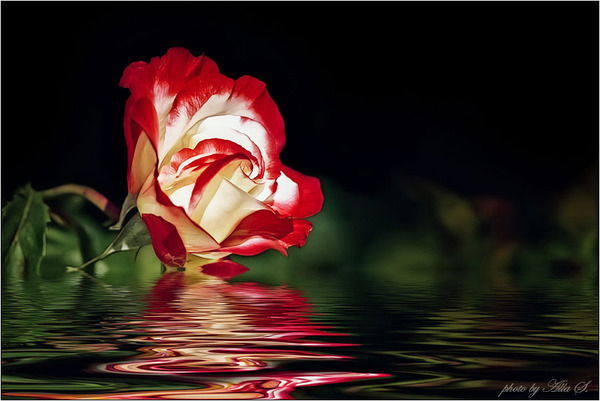 Татьяна Терентьева