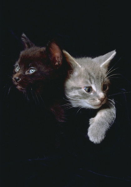 Никита Владимирович