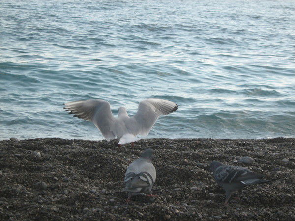 Оксана Сафонова