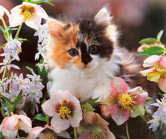 Феликс Ахметзянов