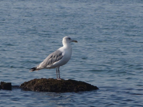 Ольга Волкова