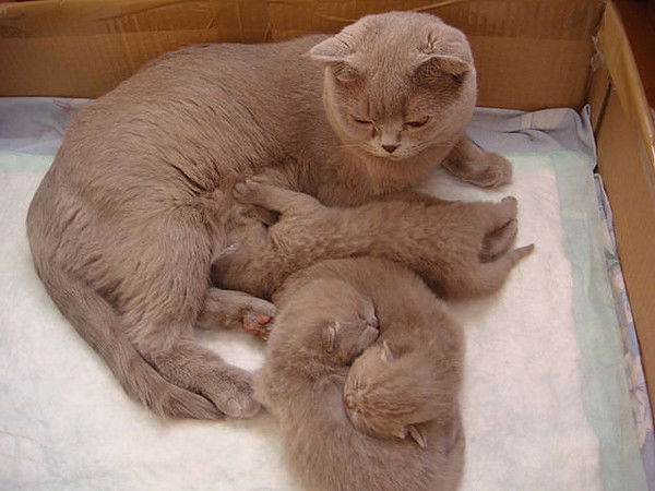 Екатерина Мясищева