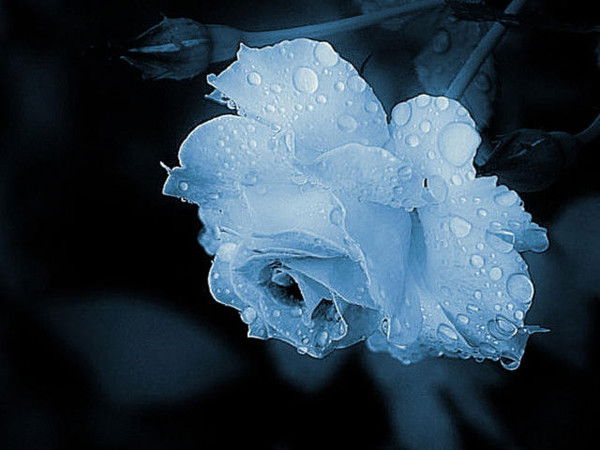 Мариам Галстян