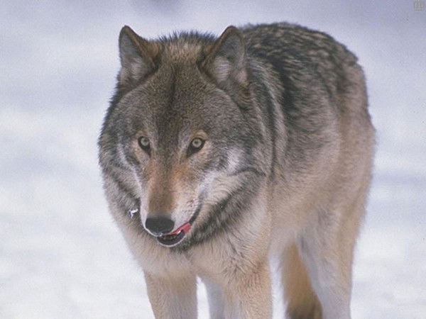 Ерлан Бескемпиров