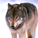 Ерлан Бескемпиров