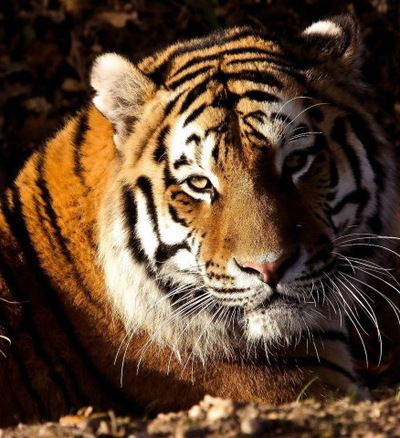 Людмила Токарская