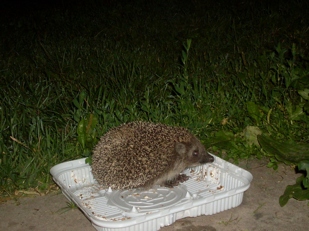 Марфа Петровна