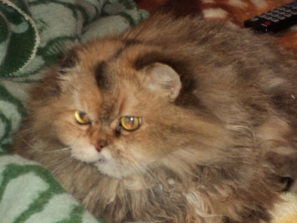 Алексей Селюков