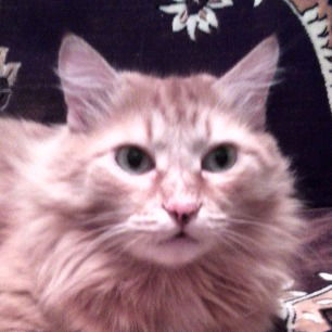 Елена Роговань