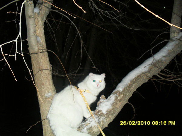 Наташа Горай