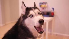 Анжела Черкасова