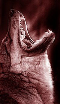 Артем Кулицкий