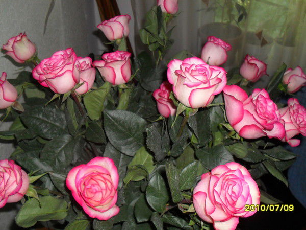 Юлия Кирсанова