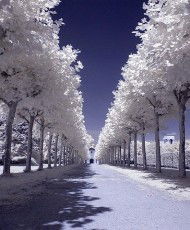 Алексей Тихомиров