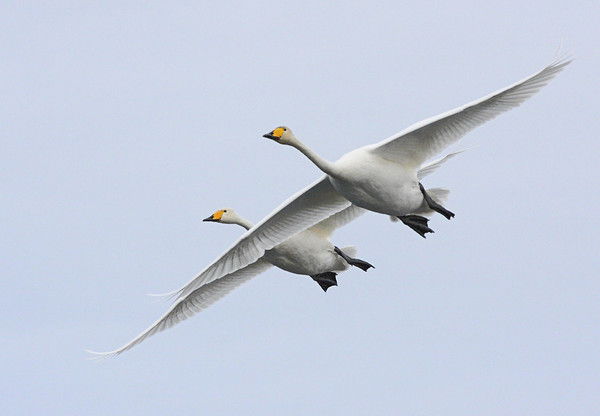 Александр Гусинский