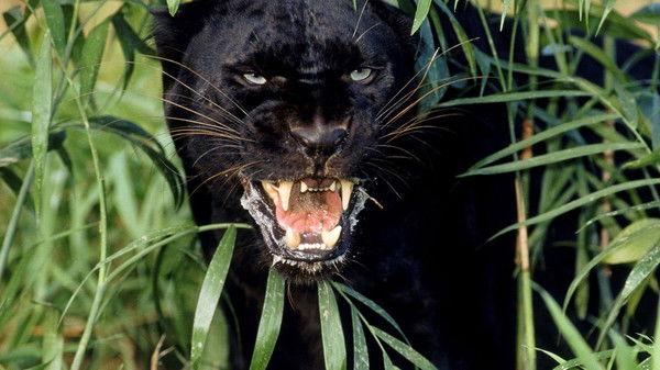 Жанна Панкратова