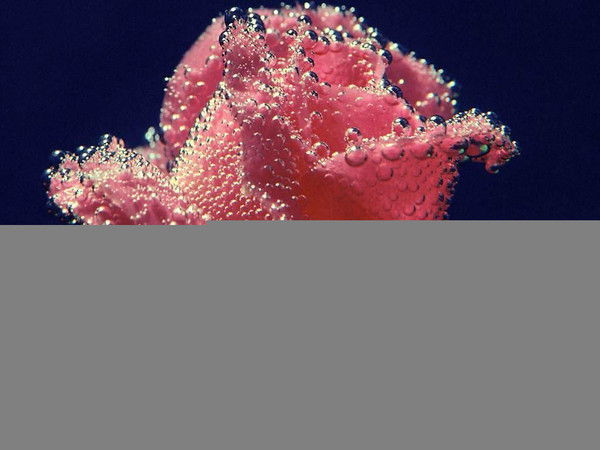 Светлана Гаврись