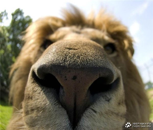 Вера Загайнова