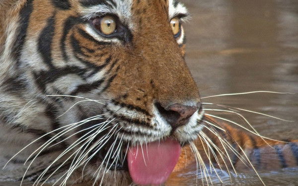 Фанис Фаизов