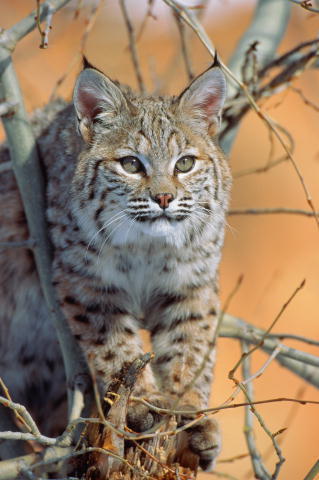 Евгения Егорова