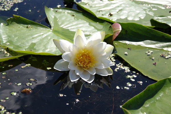 Шурик Попик