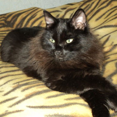 Александр Решетник